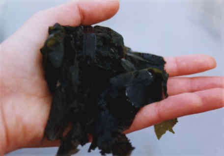 Detalle de alga Wakame, foto original de mi hija Eva Rosell, que la sostiene en su mano