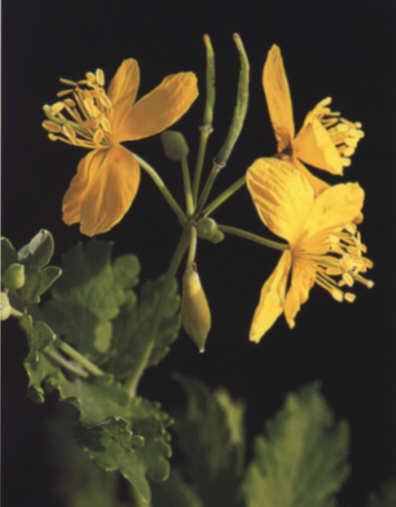 Celidonia mayor - Detalle de las flores