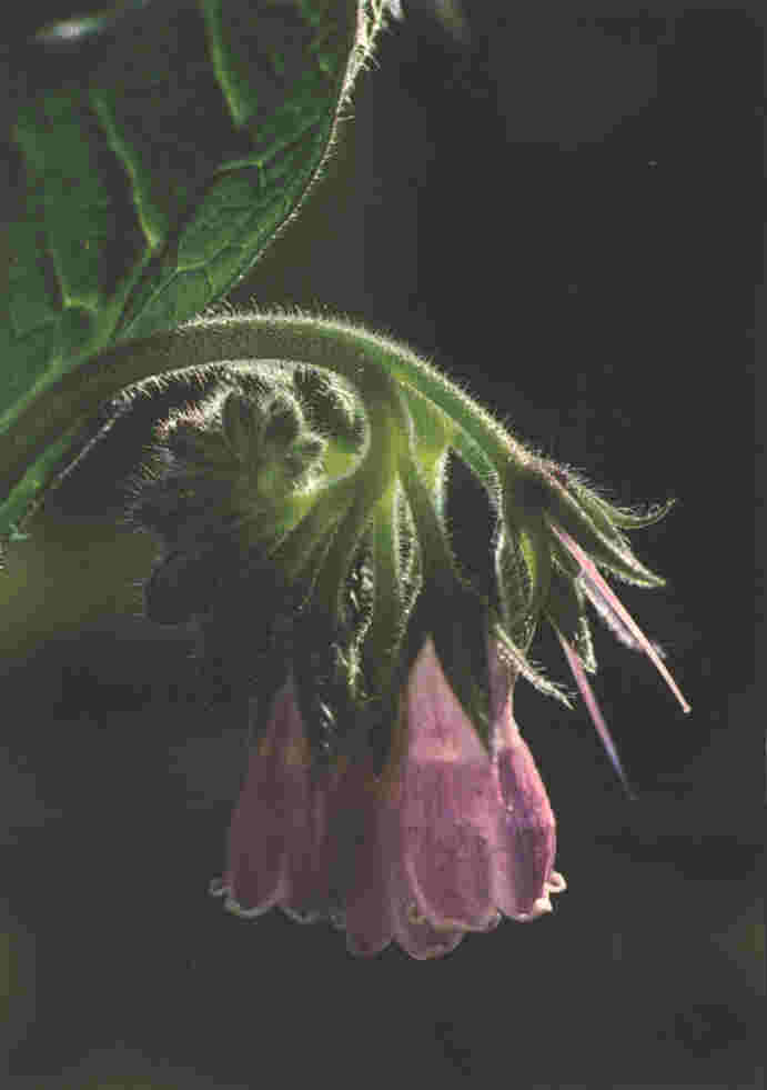 Consuelda - Detalle de la flor