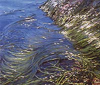 Alga Espagueti de mar