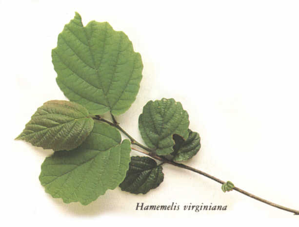 Hamamelis - hojas