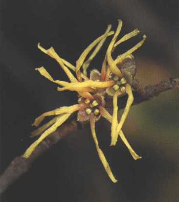 Hamamelis - flor