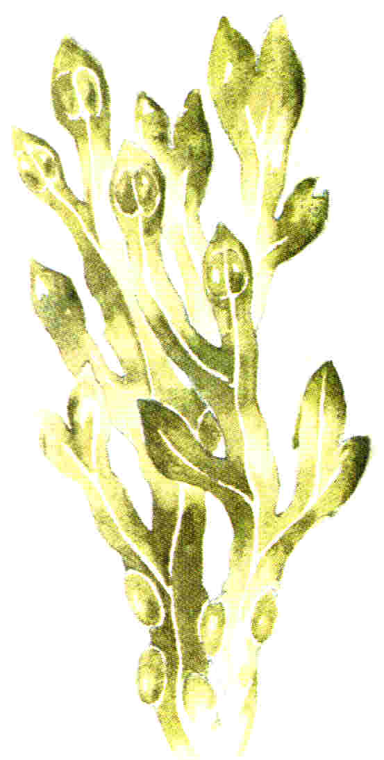 Alga Laminaria