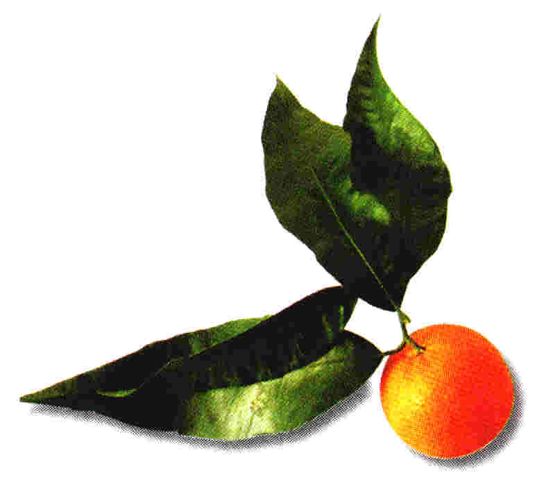 Hojas y fruto del Naranjo