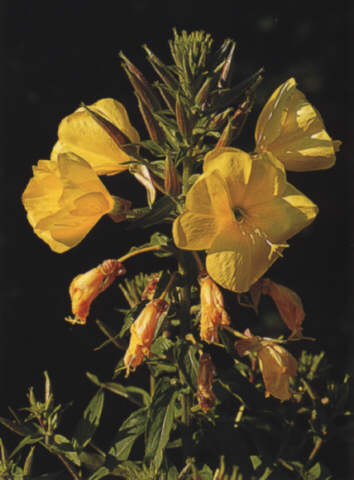 Onagra - Detalle de sus flores